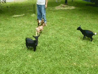 Dieren Gifs Hond trucs 