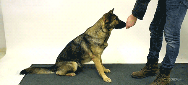 Dieren Bioscoop Gifs Hond Hachiko 