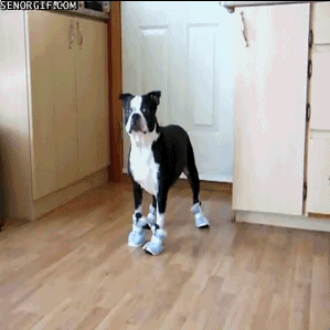 Honden GIF. Dieren Gifs Hond Mopshond Verrassing 