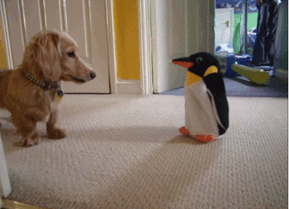 Dieren Gifs Hond het+eten 