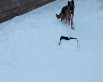 Dieren Koe Gifs Hond 