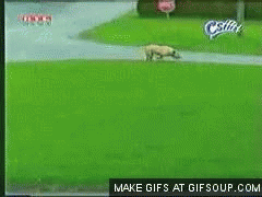 Honden GIF. Dieren Baby Gifs Hond 