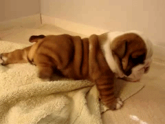 Honden GIF. Dieren Brand Gifs Hond Lus Jumping 