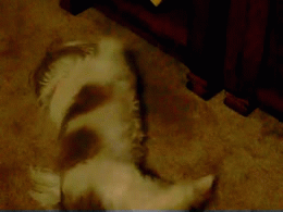 Honden GIF. Dieren Gifs Hond 