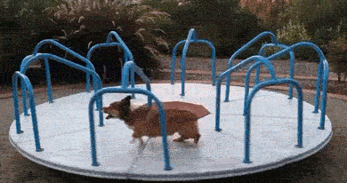 Dieren Jongen Gifs Hond 