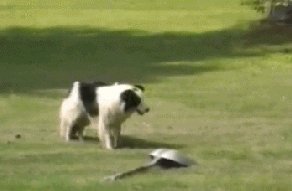 Honden GIF. Dieren Gifs Hond Ontvangst 