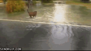 Honden GIF. Dieren Vis Gifs Hond Yikes Vangst Overstroming 