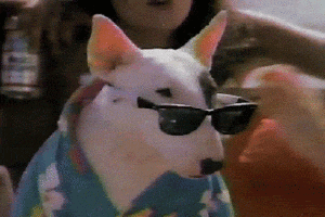 Honden GIF. Dieren Schattig Puppy Gifs Hond 
