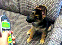 Honden GIF. Dieren Telefoon Verward Puppy Gifs Hond 