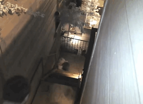 Dieren Gifs Hond gelukkig hemel 