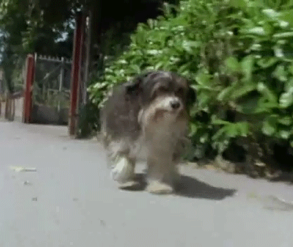 Dieren Puppy Gifs Hond 