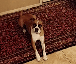 Honden GIF. Dieren Gifs Hond Aandrijving Omwtsyo 