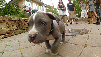 Dieren Gifs Hond dans 