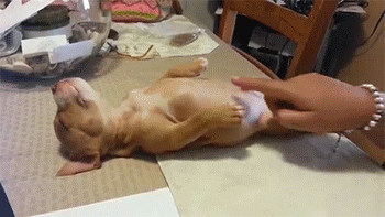Dieren Kus Gifs Hond Mopshond 