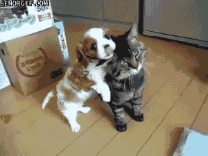 Honden GIF. Dieren Puppy Gifs Hond Pitbull 