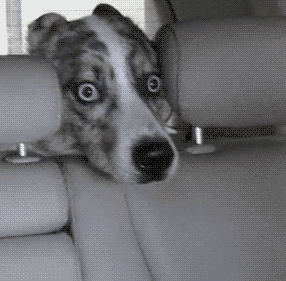 Honden GIF. Dieren Wassen Bang Auto Gifs Hond 