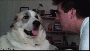 Honden GIF. Dieren Gifs Hond Vreemd 