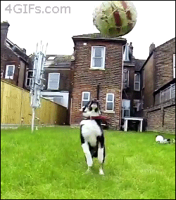 Honden GIF. Dieren Gifs Hond Mislukken Vallend 