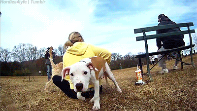 Dieren Zwemmen Zwembad Gifs Hond 