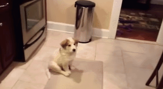 Dieren Auto Gifs Hond dier 