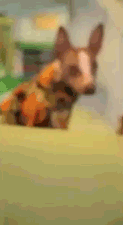 Dieren gebit Lucht Gifs Hond blazer 