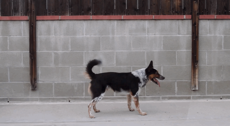 Dieren Voedsel Gifs Hond gluiperig 