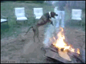 Dieren Gifs Hond zittend meubilair 