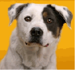 Honden GIF. Dieren Gifs Hond Het+eten 