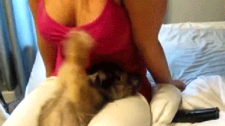 Dieren Gifs Hond 