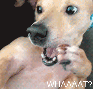 Dieren Gifs Hond wat geschokt 
