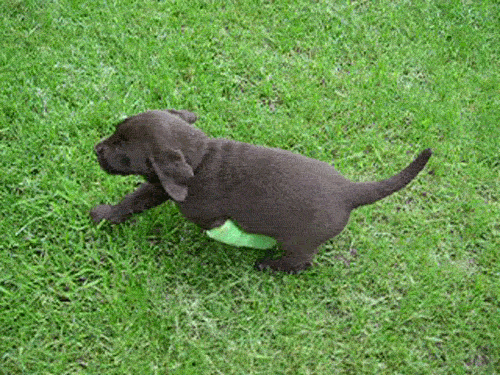 Dieren Schattig Puppy Gifs Hond 