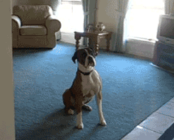Honden GIF. Dieren Snoep Gifs Hond 