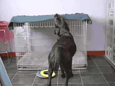 Dieren Gifs Hond Mopshond 