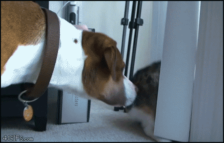 Dieren Gifs Hond aandrijving omwtsyo 