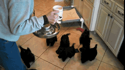 Honden GIF. Dieren Gifs Hond Mislukken Vangst Halen 