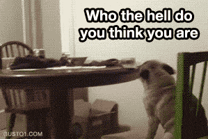 Honden GIF. Dieren Brand Gifs Hond Lus Jumping 