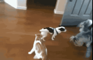 Honden GIF. Dieren Gifs Hond Ontvangst 