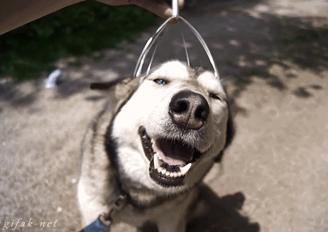 Dieren Gifs Hond ontvangst 