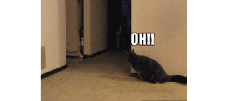Dieren Auto Gifs Hond dier 