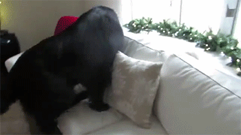 Dieren Tijger Gifs Hond 