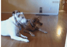 Honden GIF. Dieren Gifs Hond 