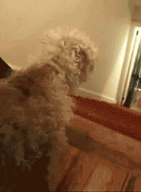 Honden GIF. Dieren Grappig Schattig Gifs Hond Lopend 