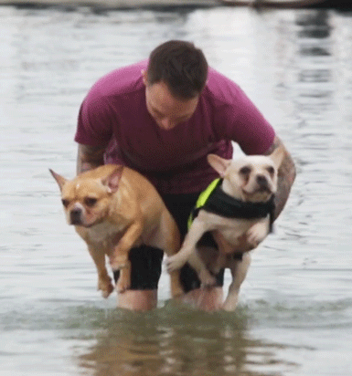 Dieren Gifs Hond likken 