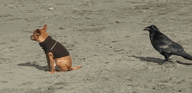 Dieren Gifs Hond verbazingwekkend 