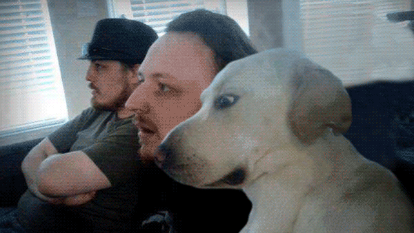 Dieren Gifs Hond lus omfg 