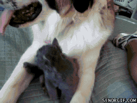 Honden GIF. Dieren Kat Gifs Hond Mislukken 