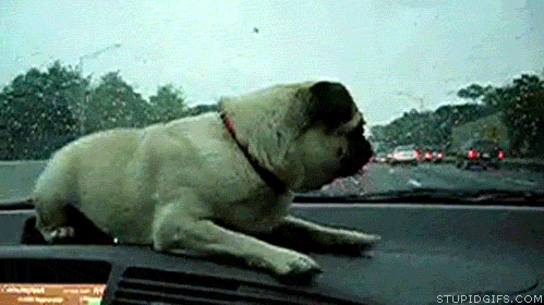 Dieren Auto Gifs Hond dier 