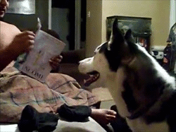 Honden GIF. Dieren Gifs Hond Zittend Meubilair 