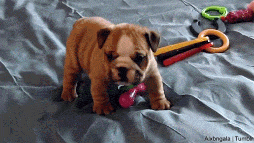 Dieren Puppy Gifs Hond 