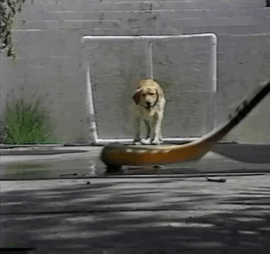 Dieren Kus Gifs Hond Mopshond 